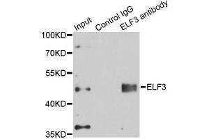 Immunoprecipitation analysis of 150ug extracts of A549 cells using 3ug ELF3 antibody. (ELF3 抗体)