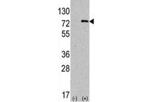 Western Blotting (WB) image for anti-ATG7 Autophagy Related 7 (ATG7) (AA 494-523) antibody (ABIN3028482)
