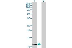 Western Blot analysis of IFI27 expression in transfected 293T cell line by IFI27 MaxPab polyclonal antibody. (IFI27 抗体  (AA 1-119))