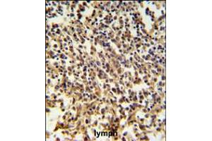 RNASEH2B Antibody IHC analysis in formalin fixed and paraffin embedded human lymph tissue followed by peroxidase conjugation of the secondary antibody and DAB staining. (RNASEH2B 抗体  (AA 130-157))