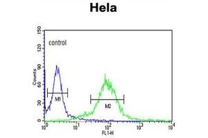 Flow Cytometry (FACS) image for anti-Mastermind-Like 3 (MAML3) antibody (ABIN3002771) (MAML3 抗体)