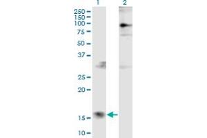 Western Blot analysis of PTMS expression in transfected 293T cell line by PTMS monoclonal antibody (M10), clone 2D3. (Parathymosin 抗体  (AA 1-102))