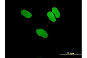 Immunofluorescence of purified MaxPab antibody to LMNA on HeLa cell. (Lamin A/C 抗体  (AA 1-664))