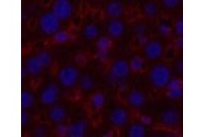 Immunofluorescence analysis of Mouse liver tissue using alpha Tubulin Monoclonal Antibody at dilution of 1:200. (alpha Tubulin 抗体)