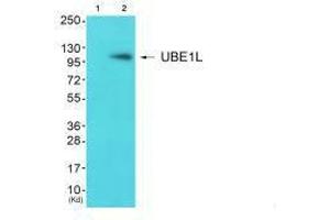 Western blot analysis of extracts from JK cells (Lane 2), using UBE1L antiobdy. (UBA7 抗体  (C-Term))