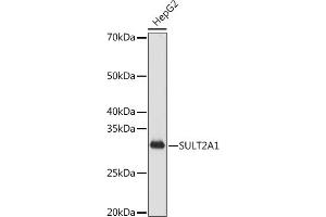 Western blot analysis of extracts of HepG2 cells, using SULT2 antibody (ABIN7270632) at 1:1000 dilution. (SULT2A1 抗体)