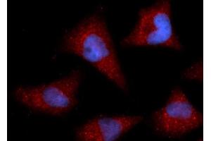 Immunofluorescence (IF) image for anti-Cyclin I (CCNI) (AA 1-377) antibody (APC) (ABIN5565343) (Cyclin I 抗体  (AA 1-377) (APC))