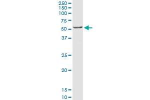CRLF3 MaxPab rabbit polyclonal antibody. (CRLF3 抗体  (AA 1-442))