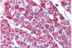 Immunohistochemistry (IHC) image for anti-Potassium Voltage-Gated Channel, Subfamily H (Eag-Related), Member 6 (KCNH6) (AA 628-677) antibody (ABIN6736406)