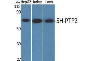 Western Blot (WB) analysis of specific cells using SH-PTP2 Polyclonal Antibody. (PTPN11 抗体  (Thr494))
