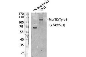 Western Blot (WB) analysis of 293T/ Mouse Heart using Antibody diluted at 1:1000. (MerTK/Tyro3 抗体  (pTyr681, pTyr749))