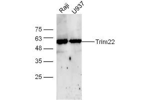 Raji and U937 cell lysates probed with Rabbit Anti-TRIM22 Polyclonal Antibody, Unconjugated  at 1:500 for 90 min at 37˚C. (TRIM22 抗体  (AA 231-330))