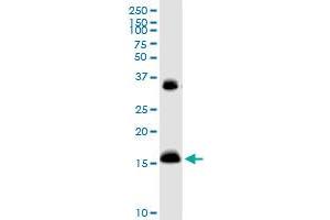 IFITM3 MaxPab rabbit polyclonal antibody. (IFITM3 抗体  (AA 1-133))
