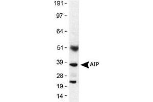 Western blot analysis of AIP in mouse lung lysates (30 ug) using AIP monoclonal antibody, clone 35-2  at 1 : 500 with a 1 second exposure. (AIP 抗体)