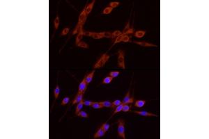 Immunofluorescence analysis of U-87MG cells using GDNF Rabbit pAb (ABIN7267388) at dilution of 1:100 (40x lens). (GDNF 抗体  (AA 109-211))