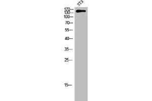 Western Blot analysis of 3T3 cells using Phospho-Tensin-2 (Y483) Polyclonal Antibody (TENC1 抗体  (pTyr483))