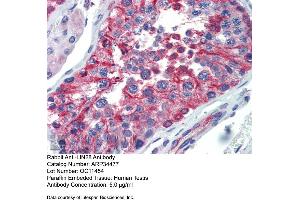 Immunohistochemistry with Human Testis lysate tissue at an antibody concentration of 5. (LIN28A 抗体  (N-Term))