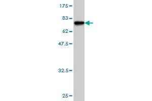 Western Blot detection against Immunogen (73. (BMP7 抗体  (AA 1-431))