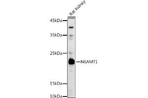 Western blot analysis of extracts of Rat kidney, using N6 antibody (ABIN6131779, ABIN6144314, ABIN6144315 and ABIN6223027) at 1:1000 dilution. (N6AMT1 抗体  (AA 1-186))