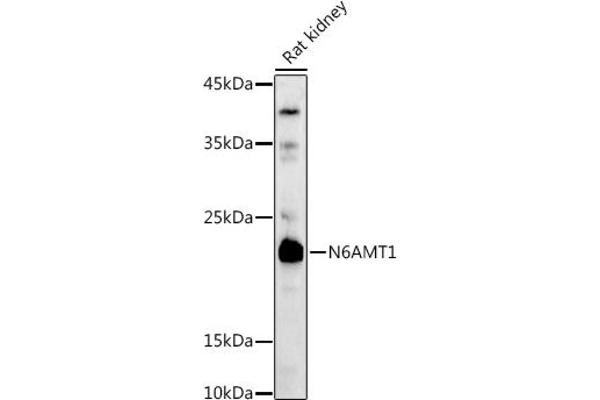 N6AMT1 抗体  (AA 1-186)