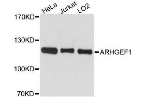 Western blot analysis of extracts of various cell lines, using ARHGEF1 antibody. (ARHGEF1 抗体  (AA 783-912))