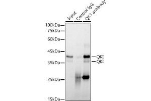 Immunoprecipitation analysis of 300 μg extracts of NIH/3T3 cells using 3 μg QKI antibody (ABIN7269699). (QKI 抗体)