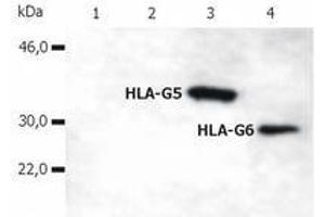 Western Blotting (WB) image for anti-HLA Class I Histocompatibility Antigen, alpha Chain G (HLAG) (C-Term) antibody (ABIN238372) (HLAG 抗体  (C-Term))