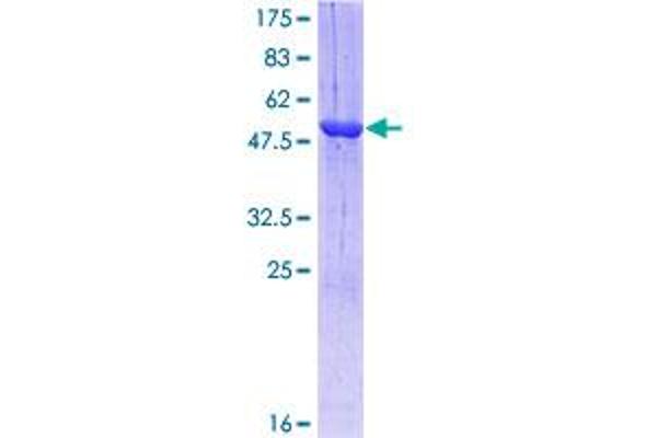 RAB3A Protein (AA 1-220) (GST tag)