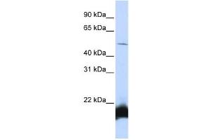 Western Blotting (WB) image for anti-One Cut Homeobox 1 (ONECUT1) antibody (ABIN2458321) (ONECUT1 抗体)