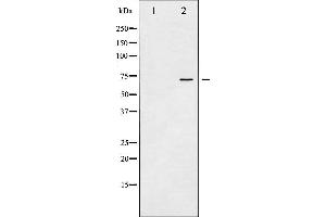 Western Blotting (WB) image for anti-Protein tyrosine Phosphatase, Non-Receptor Type 11 (PTPN11) (pTyr580) antibody (ABIN6256769)