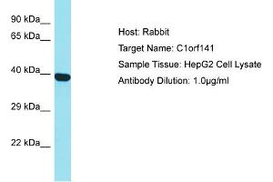 Host: Rabbit Target Name: C1orf141 Sample Type: HepG2 Whole Cell lysates Antibody Dilution: 1. (C1ORF141 抗体  (N-Term))