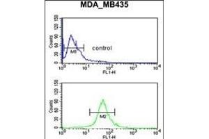 GABRD Antibody (Center) (ABIN653247 and ABIN2842772) flow cytometric analysis of MDA-M cells (bottom histogram) compared to a negative control cell (top histogram). (GABRD 抗体  (AA 331-358))
