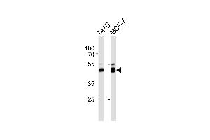 Western blot analysis of lysate from T47D,MCF-7 cell line,using RAD23B Antibody (ABIN486117 and ABIN1535498). (RAD23B 抗体)