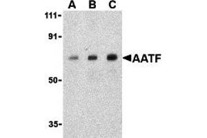 Western Blotting (WB) image for anti-Apoptosis Antagonizing Transcription Factor (AATF) (C-Term) antibody (ABIN1030213) (AATF 抗体  (C-Term))