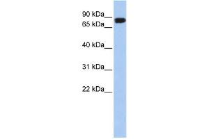 WB Suggested Anti-APEH Antibody Titration: 0. (APEH 抗体  (N-Term))