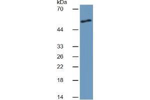 Rabbit Capture antibody from the kit in WB with Positive Control:  rat skeletal muscle tissue lysate. (Angiopoietin 2 ELISA 试剂盒)