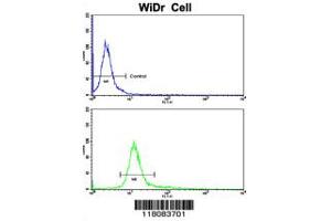 Flow cytometric analysis of WiDr cells using CTDP1 Antibody (N-term)(bottom histogram) compared to a negative control cell (top histogram). (CTDP1 抗体  (N-Term))