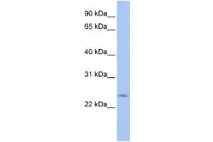 Western Blotting (WB) image for anti-PRELI Domain Containing 2 (PRELID2) antibody (ABIN2459676) (PRELID2 抗体)