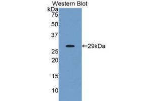 Western Blotting (WB) image for anti-Angiopoietin-Like 2 (ANGPTL2) (AA 267-493) antibody (ABIN1175210) (ANGPTL2 抗体  (AA 267-493))