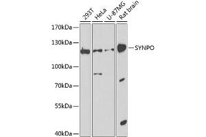 Western blot analysis of extracts of various cell lines, using SYNPO antibody (ABIN6128791, ABIN6148774, ABIN6148776 and ABIN6224561) at 1:1000 dilution. (SYNPO 抗体  (AA 1-260))