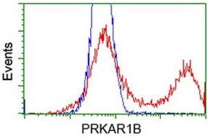 HEK293T cells transfected with either RC207809 overexpress plasmid (Red) or empty vector control plasmid (Blue) were immunostained by anti-PRKAR1B antibody (ABIN2454494), and then analyzed by flow cytometry. (PRKAR1B 抗体)