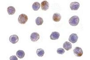 Immunocytochemistry of TRAF3 in HeLa cells with this product at 10 μg/ml. (TRAF3 抗体  (N-Term))