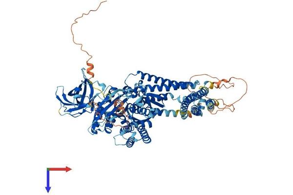 INPP4A Protein (AA 1-939) (His tag)