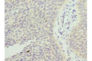 Immunohistochemistry (IHC) image for anti-FXYD Domain Containing Ion Transport Regulator 5 (FXYD5) (AA 22-145) antibody (ABIN7153251)