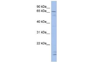 WB Suggested Anti-SIM2 Antibody Titration:  0. (SIM2 抗体  (N-Term))