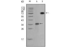 Western Blot showing RET antibody used against truncated RET recombinant protein (1) and RET (aa658-1063)-hIgGFc transfected CHO-K1 cell lysate (2). (Ret Proto-Oncogene 抗体  (AA 896-1063))