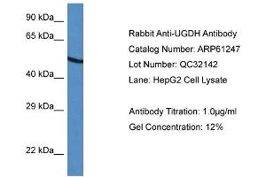 Western Blotting (WB) image for anti-UDP-Glucose 6-Dehydrogenase (UGDH) (C-Term) antibody (ABIN786373) (UGDH 抗体  (C-Term))