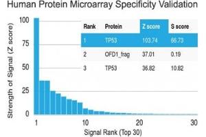 Microarray (MA) image for anti-Tumor Protein P53 (TP53) (AA 32-79) antibody (ABIN5646914)