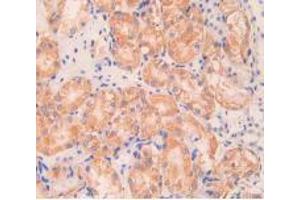 IHC-P analysis of Mouse Kidney Tissue, with DAB staining. (Angiopoietin 1 抗体  (AA 253-429))