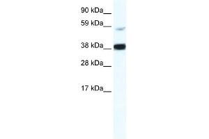RELB antibody (20R-1128) used at 0. (RELB 抗体  (Middle Region))